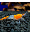 Lote 5x Gamba Orange Rili