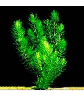 Cola de Zorro | Plantas de acuario| Acuario Plantado