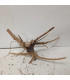 Raiz Roja para acuario | Red moore 1458 | Acuario Plantado