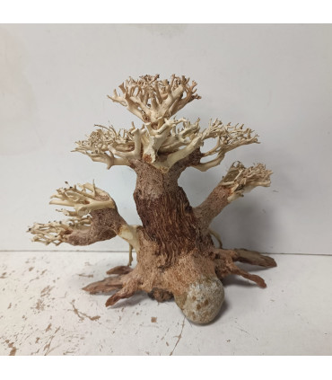 Bonsai para acuario 311 | Maderas para acuario | Acuario Plantado