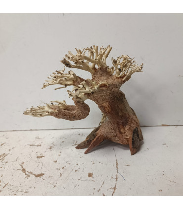 Bonsai para aquário 315 | Madeiras para aquário | Aquário Plantado