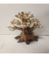 Bonsai para acuario 316 | Maderas para acuario | Acuario Plantado