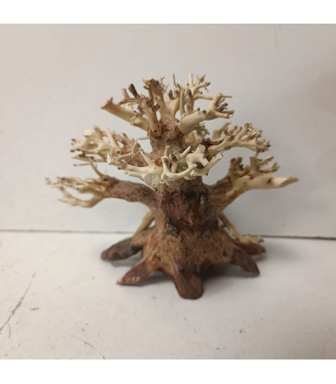 Bonsai para acuario 316 | Maderas para acuario | Acuario Plantado