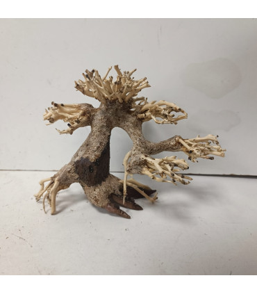 Bonsai para aquário 317 | Madeiras para aquário | Aquário Plantado