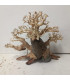 Bonsai para acuario 320 | Maderas para acuario | Acuario Plantado