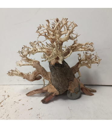 Bonsai para acuario 320 | Maderas para acuario | Acuario Plantado