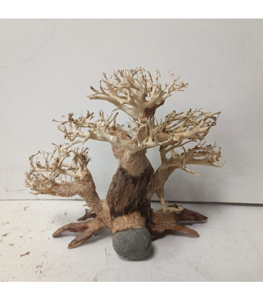 Bonsai para acuario 322 | Maderas para acuario | Acuario Plantado