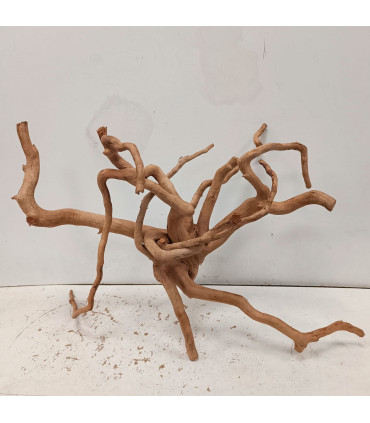 Raiz Roja para acuario | Redmoore 1469| Acuario Plantado