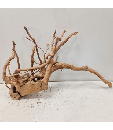 Raiz Roja para acuario | Redmoore 1473| Acuario Plantado