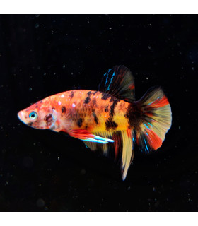 Betta selecione N324 | Peixe betta especial | Aquário Plantado