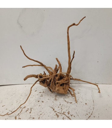 Raiz Roja para acuario | Red moore 1482 | Acuario Plantado