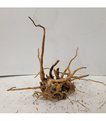 Raiz Roja para acuario | Red moore 1482 | Acuario Plantado