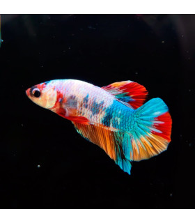 Betta selecto N331 | Pez betta especial | Acuario Plantado