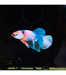 Betta selecione N334 | Peixe betta especial | Aquário Plantado