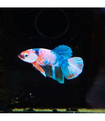 Betta selecione N334 | Peixe betta especial | Aquário Plantado