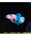 Betta Macho Selecto Nº334