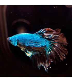 Betta selecione N336 | Peixe betta especial | Aquário Plantado