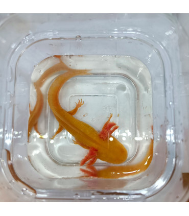 Ajolote Gold Red Eyes | Ajolotes para acuario | Acuario Plantado