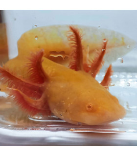 Axolote Gold red eyes | Axolotes para Aquários | Aquário Plantado