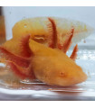 Ajolote Gold Red Eyes M