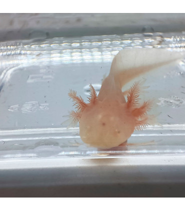 Ajolote Albino Red Eyes | Cuidados y venta | Acuario Plantado