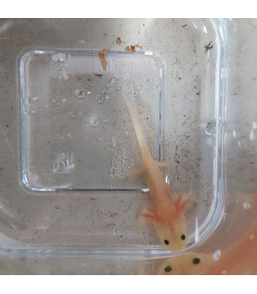 Axolote Albino black eyes | Axolotes para Aquários | Aquário Plantado