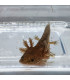 Ajolote Green Black Eyes | Cuidados y venta | Acuario Plantado