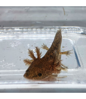 Axolote Green black eyes | Axolotes para Aquários | Aquário Plantado