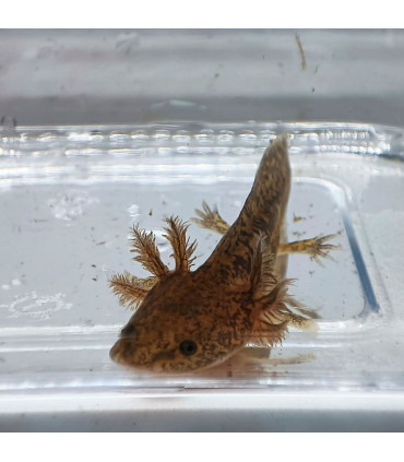 Axolote Green black eyes | Axolotes para Aquários | Aquário Plantado