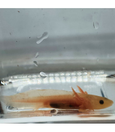 Axolote Albino black eyes | Axolotes para Aquários | Aquário Plantado