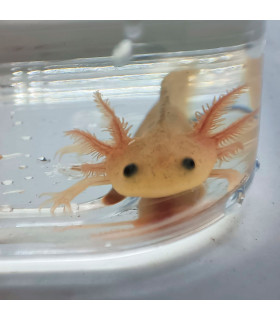 Ajolote Albino Black Eyes | Ajolotes para acuario | Acuario Plantado