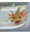 Ajolote Albino Black Eyes S