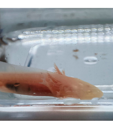 Ajolote Albino Red Eyes | Cuidados y venta | Acuario Plantado