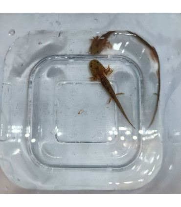 Axolote Green black eyes | Axolotes para Aquários | Aquário Plantado