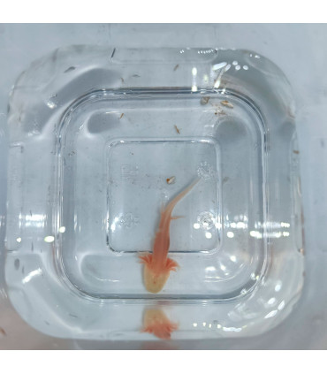 Ajolote Albino Red Eyes | Cuidados y venta | Acuario Plantado