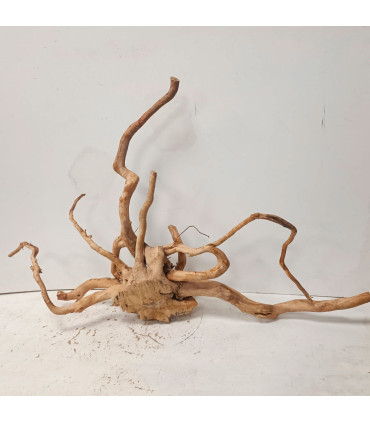 Raiz Roja para acuario | Redmoore 1491| Acuario Plantado