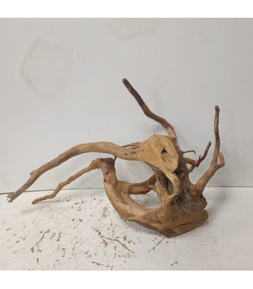 Raiz Roja para acuario | Redmoore 1494| Acuario Plantado