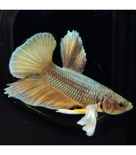 Betta selecto N338 | Pez betta especial | Acuario Plantado