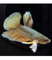 Betta Macho Selecto Nº338
