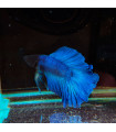 Betta Macho Selecto Nº339