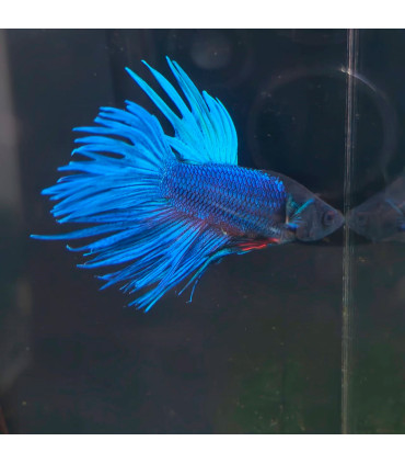 Betta selecione N340 | Peixe betta especial | Aquário Plantado