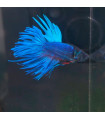 Betta Macho Selecto Nº340