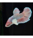 Betta selecto N341 | Pez betta especial | Acuario Plantado