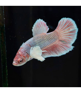 Betta selecione N341 | Peixe betta especial | Aquário Plantado