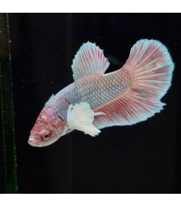 Betta selecto N341 | Pez betta especial | Acuario Plantado