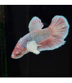 Betta Macho Selecto Nº341