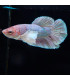 Betta selecto N342 | Pez betta especial | Acuario Plantado