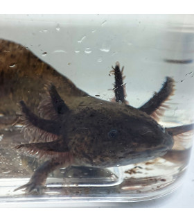 Axolote wild | Axolotes para Aquários | Aquário Plantado