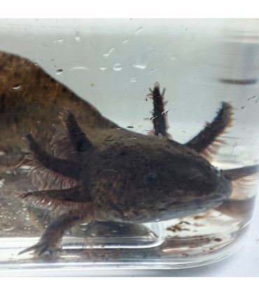 Axolote wild | Axolotes para Aquários | Aquário Plantado