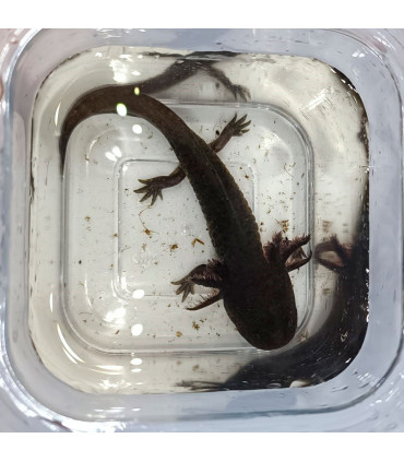 Axolote wild | Axolotes para Aquários | Aquário Plantado